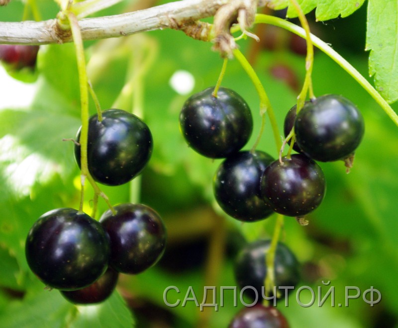 Смородина Зеленая Дымка Фото